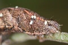 Condica albigera