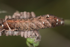 Condica albigera