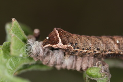 Condica albigera