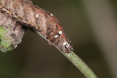 Condica albigera