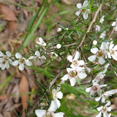 Leptospermum continentale