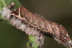Condica albigera
