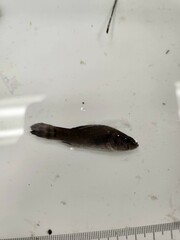 Aphredoderus sayanus