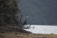 Daptrius carunculatus