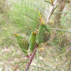 Hakea decurrens