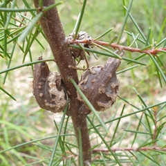 Hakea decurrens