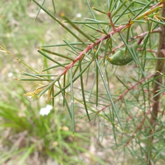 Hakea decurrens