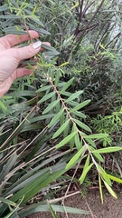 Pimelea axiflora axiflora