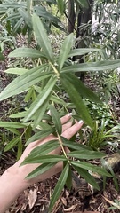 Pimelea axiflora axiflora