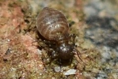 Ectopsocus vachoni
