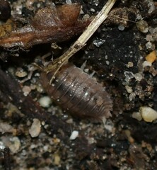 Porcellio dilatatus
