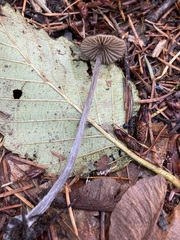 Entoloma holoconiotum