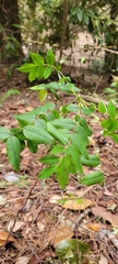Senna stipulacea