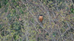 Heterophasia capistrata