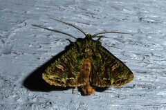 Ichneutica plena