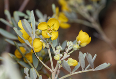 Senna artemisioides
