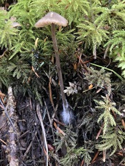 Entoloma holoconiotum