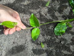 Vincetoxicum hirsutum