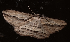 Euphronarcha luxaria