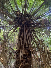 Cycas micronesica