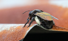 Xylocopa frontalis