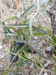 Passiflora tenuiloba