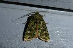 Ichneutica plena