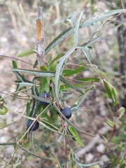 Passiflora tenuiloba