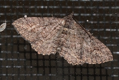 Eucymatoge