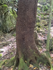 Tristiropsis obtusangula