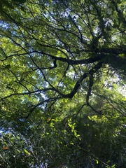 Tristiropsis obtusangula