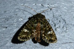 Ichneutica plena