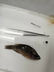Lepomis gulosus