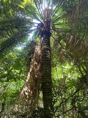 Cycas micronesica