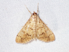 Asciodes gordialis