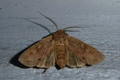 Ichneutica averilla