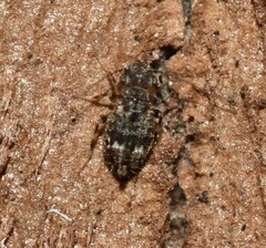 Pteroxanium kelloggi