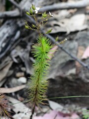 Stylidium laricifolium