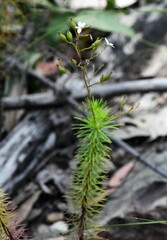 Stylidium laricifolium