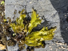 Pachymenia dichotoma