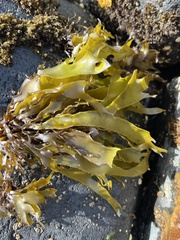 Pachymenia dichotoma