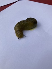 Athoracophorus papillatus