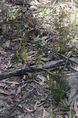 Stylidium laricifolium