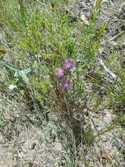 Melaleuca thymifolia