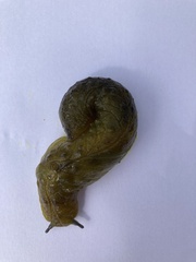 Athoracophorus papillatus