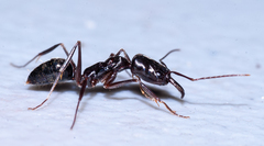 Odontomachus haematodus