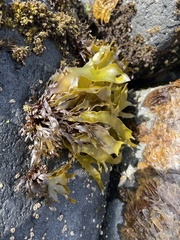 Pachymenia dichotoma