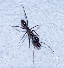 Odontomachus haematodus
