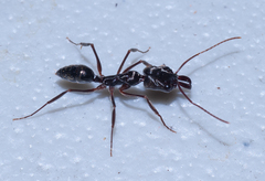 Odontomachus haematodus