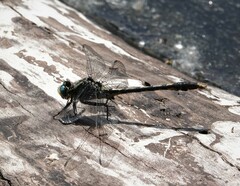 Arigomphus villosipes